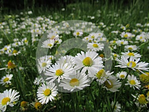 Pretty Bright Closeup White Common Daisy Flowers Blooming In Spring 2020