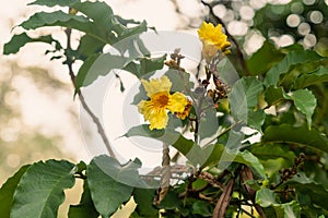 Pretty bright yellow flowers with orange centes on a Nile tulip tree, also known as a Markhamia