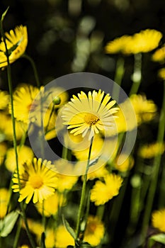 Pretty bright yellow Helianthus daisy flowers