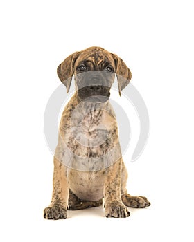 Pretty brindle great dane puppy sitting looking at the camera is