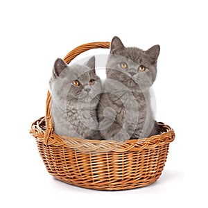 Pretty British Shorthair Blue Kitten in the basket