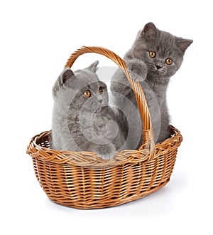 Pretty British Shorthair Blue Kitten in the basket