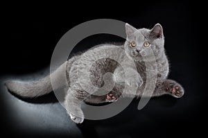 Pretty British Shorthair Blue Kitten on black background.