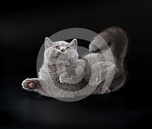 Pretty British Shorthair Blue Kitten on black background.