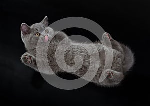 Pretty British Shorthair Blue Kitten on black background.