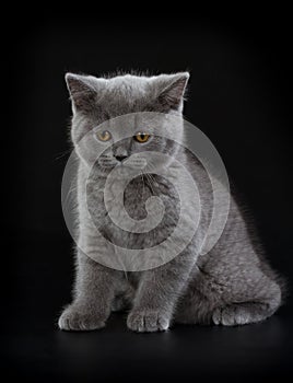 Pretty British Shorthair Blue Kitten on black background.