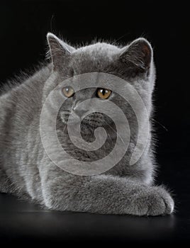 Pretty British Shorthair Blue Kitten on black background.