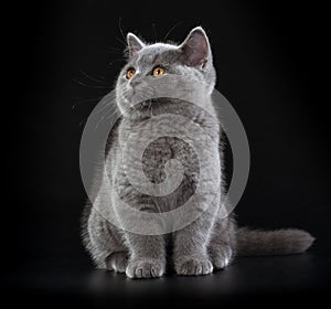 Pretty British Shorthair Blue Kitten on black background.