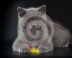 Pretty British Shorthair Blue Kitten on black background.