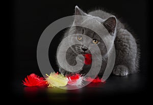 Pretty British Shorthair Blue Kitten on black background.