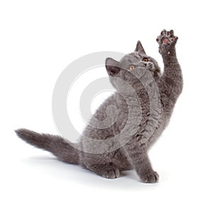 Pretty British Shorthair Blue Kitten isolated on white