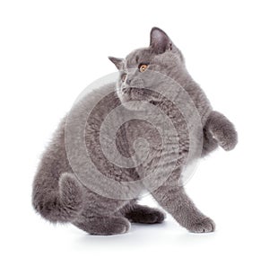 Pretty British Shorthair Blue Kitten isolated on white