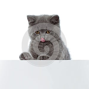 Pretty British Shorthair Blue Kitten isolated on white