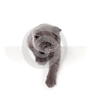 Pretty British Shorthair Blue Kitten isolated on white