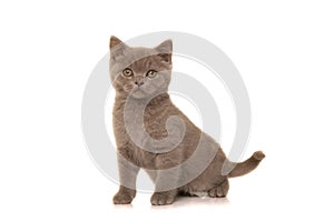 Pretty british shorthaired kitten looking at the camera isolated on a white background