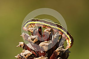 A pretty Broom moth caterpillar Ceramica pisi perched on a pine cone. photo