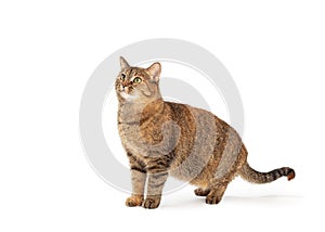 Brown Tabby Cat Facing Side Looking Up - Extracted photo