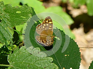 Pretty brown butterfly with yellow spots sitting on the leaf of a green plant