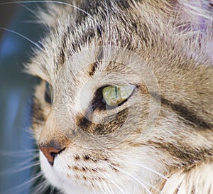 Pretty brown cat of siberian breed in the garden, feline face