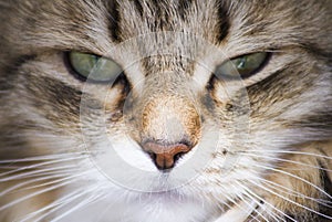 Pretty brown cat of siberian breed in the garden, feline face