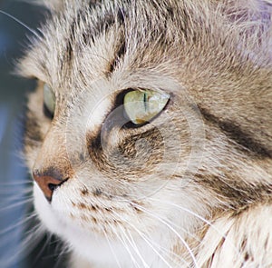 Pretty brown cat of siberian breed in the garden, feline face