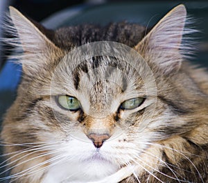 Pretty brown cat of siberian breed in the garden, feline face