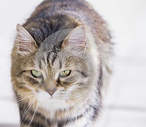 Pretty brown cat of siberian breed in the garden, feline face