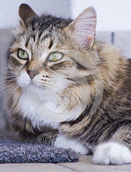 Pretty brown cat of siberian breed in the garden, feline face