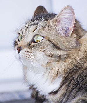 Pretty brown cat of siberian breed in the garden, feline face