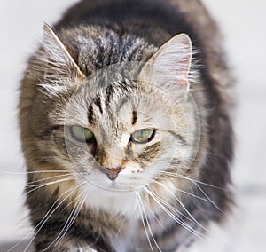 Pretty brown cat of siberian breed in the garden, feline face