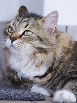 Pretty brown cat of siberian breed in the garden, feline face