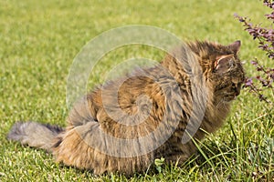 Pretty brown female cat relaxing in a garden, siberian purebred