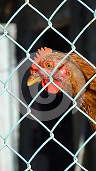 A brown hen in the farm photo