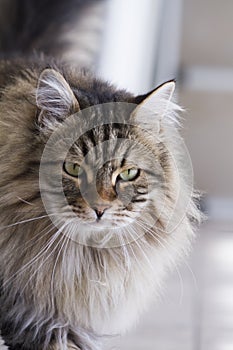 pretty brown tabby cat of siberian breed in the garden, long haired male