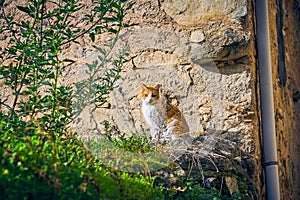 Pretty brown and white cat sitting sunbathing in the garden of an old house