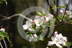 Pretty Budding and Flowering Fruit Tree in the Spring