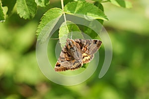 A pretty Burnet Companion Moth Euclidia glyphica perching on a leaf.