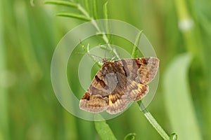 A pretty Burnet Companion Moth Euclidia glyphica perching on a leaf.