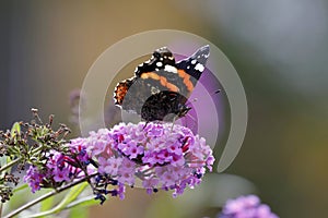 A pretty butterfly on Buddleja blossoms