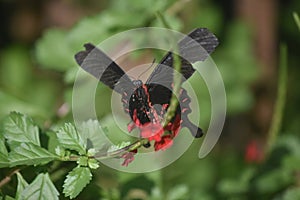 Pretty butterfly with its wings open wide