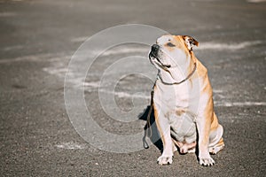 Pretty Ca De Bou Or Perro De Presa Mallorquin Is A Typical Molossian Dog photo