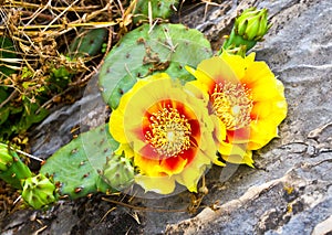 Pretty Cactus Blooms photo
