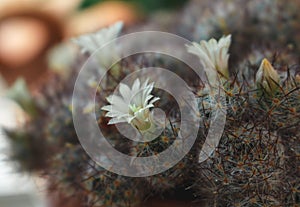 Pretty Cactus Flower