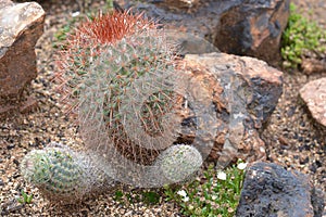 Pretty cactus with red thorns between rocks