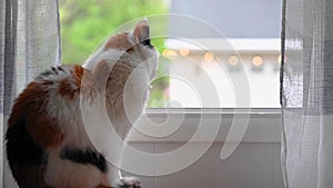 Pretty calico cat looking out window