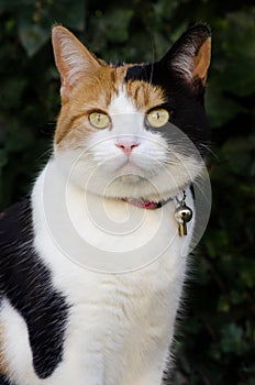 Pretty calico cat wearing a collar