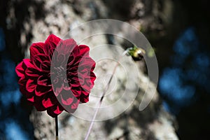 Pretty Carmine Dark Red Arabian Night Dahlia or Decorative Dahlia on a garden.