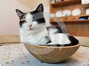 Pretty cat curled up in a wooden bowl photo