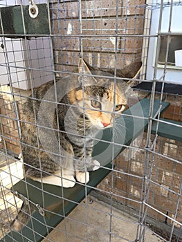 Pretty Cat in her Outdoor Enclosure