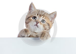 Pretty cat kitten peeking out of a blank sign, isolated on white background